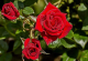 BAÐA - økologisk sæbe - geranium og rose